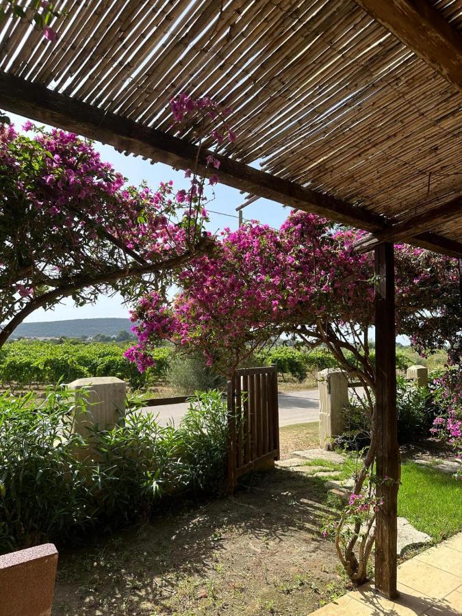 Juniperus Porto Pino